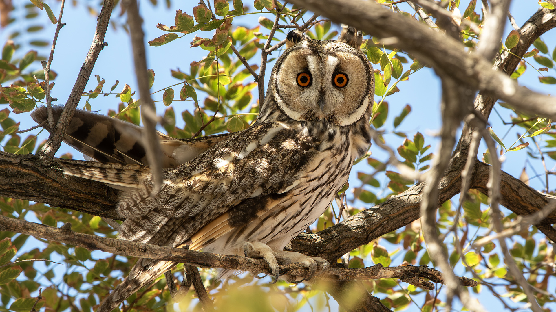 Long-eared Owl